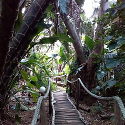 Jungle wood path green nature paradise nearby KZN South Coast backpacker mantis and moon